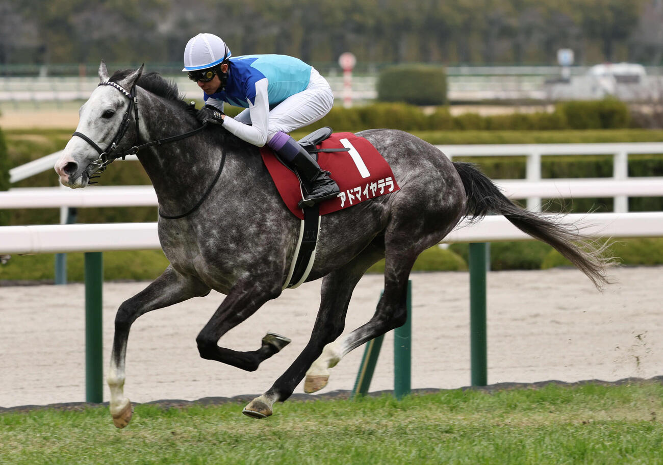 直線抜け出し阪神大賞典を制したアドマイヤテラと武豊騎手（撮影・西尾就之）