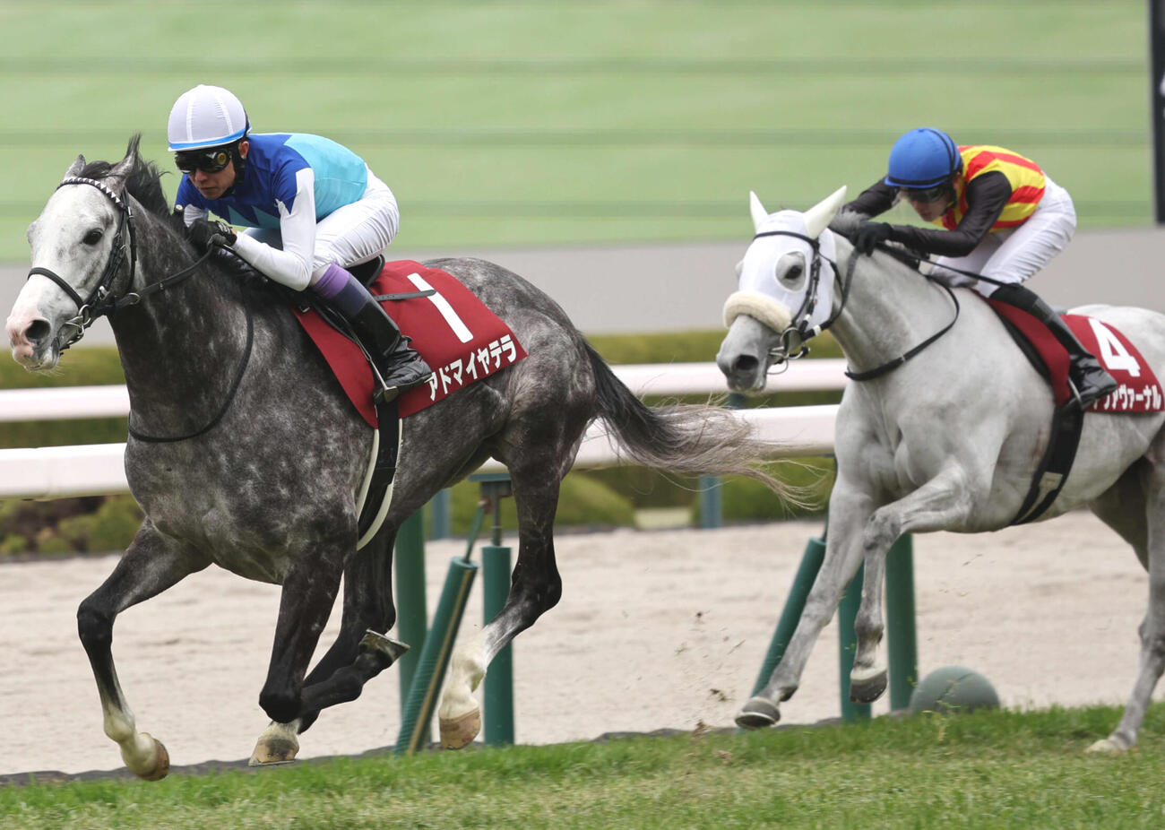 阪神大賞典2着に入ったアクアヴァーナル（右）。左は勝ったアドマイヤテラ（撮影・西尾就之）