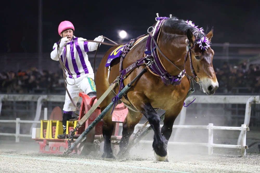 ばんえい記念連覇を飾ったメムロボブサップと阿部武臣騎手（ばんえい十勝提供）