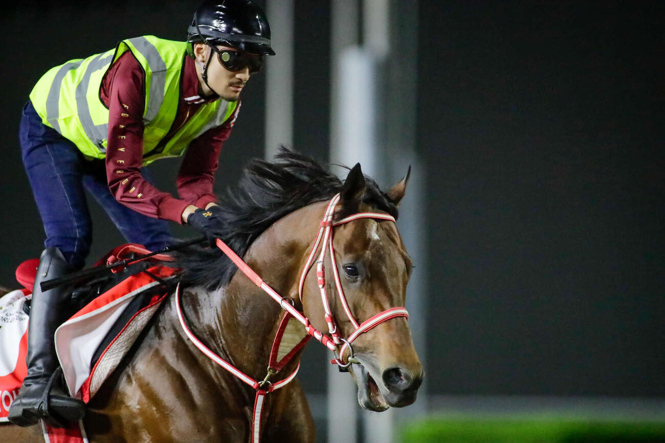 23日朝、メイダン競馬場で調整するフォーエバーヤング（C）Dubai Racing Club