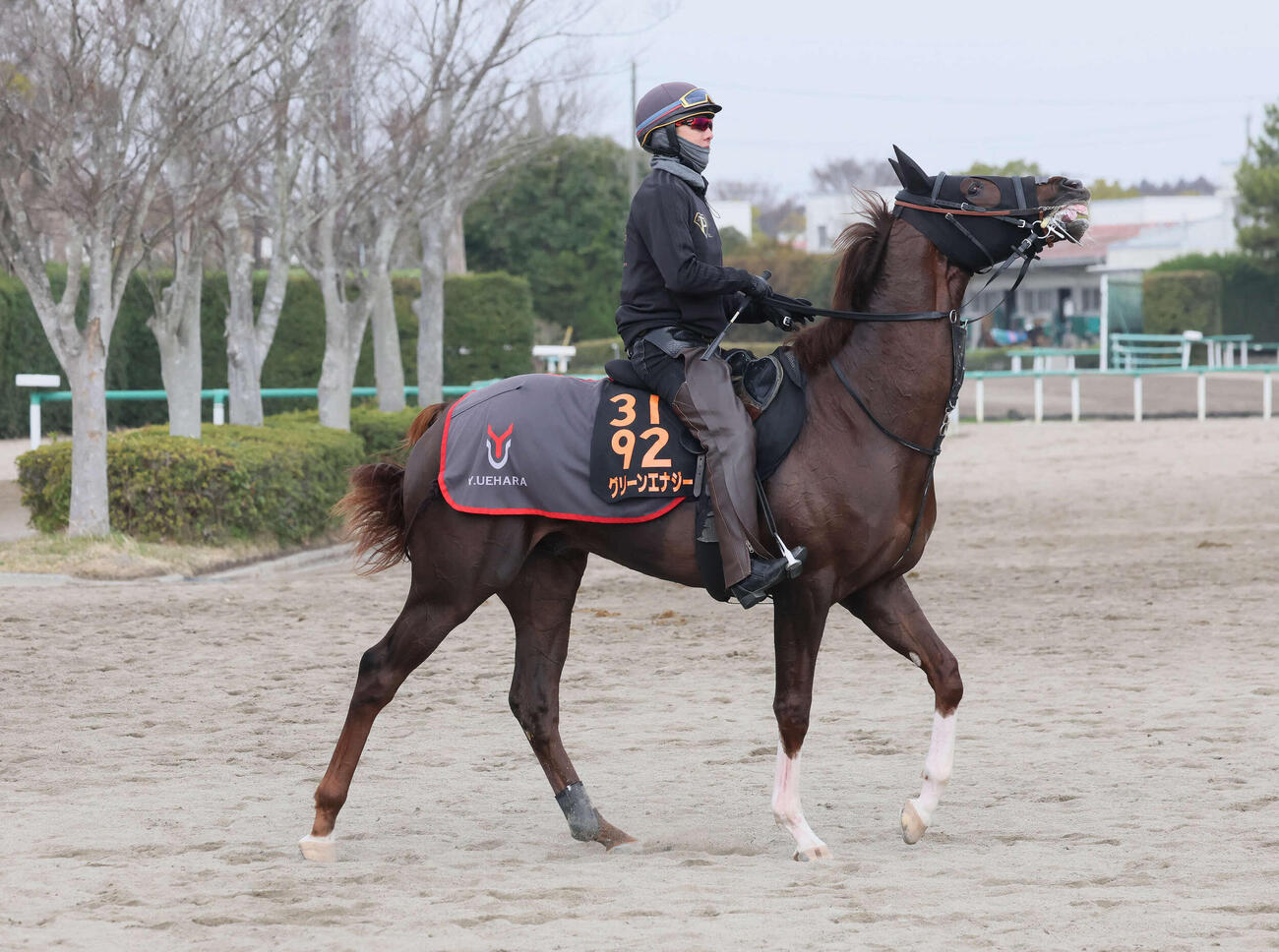 調教を終えて馬場を出る上原佑厩舎のグリーンエナジー（撮影・丹羽敏通）