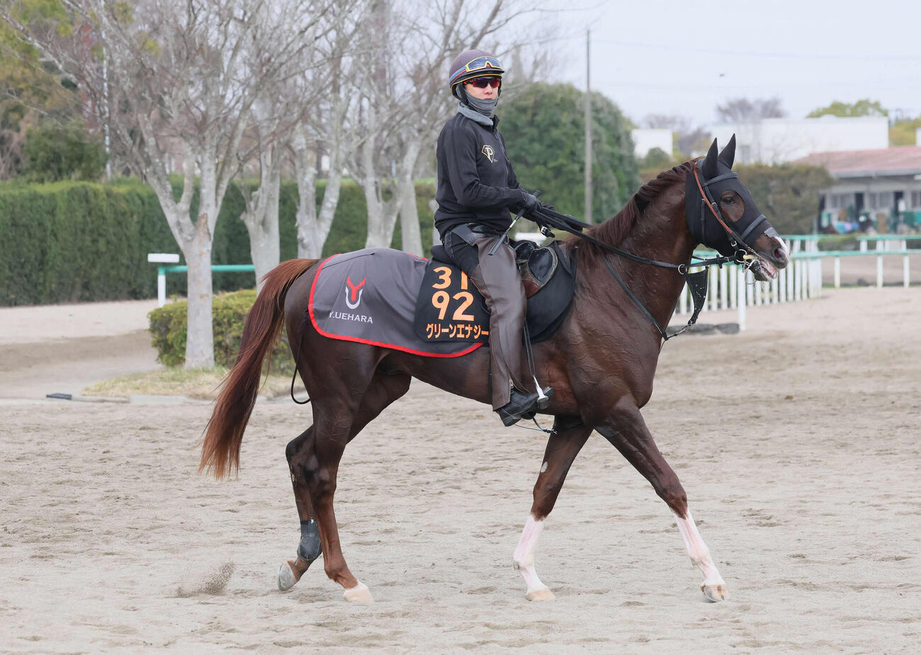 調教を終えて馬場を出る上原佑厩舎のグリーンエナジー（撮影・丹羽敏通）