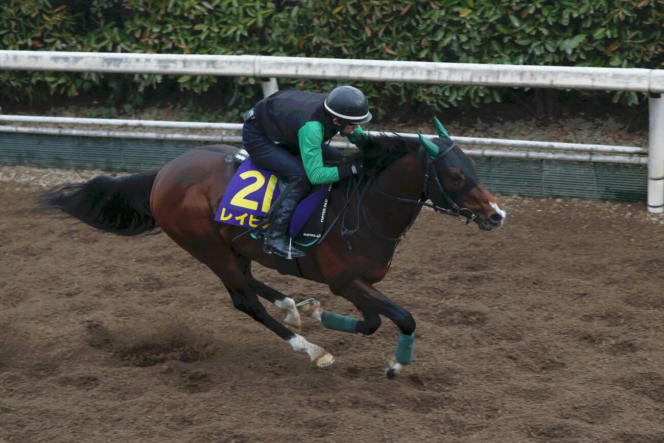 25日、坂路で好時計をマークしたレイピア