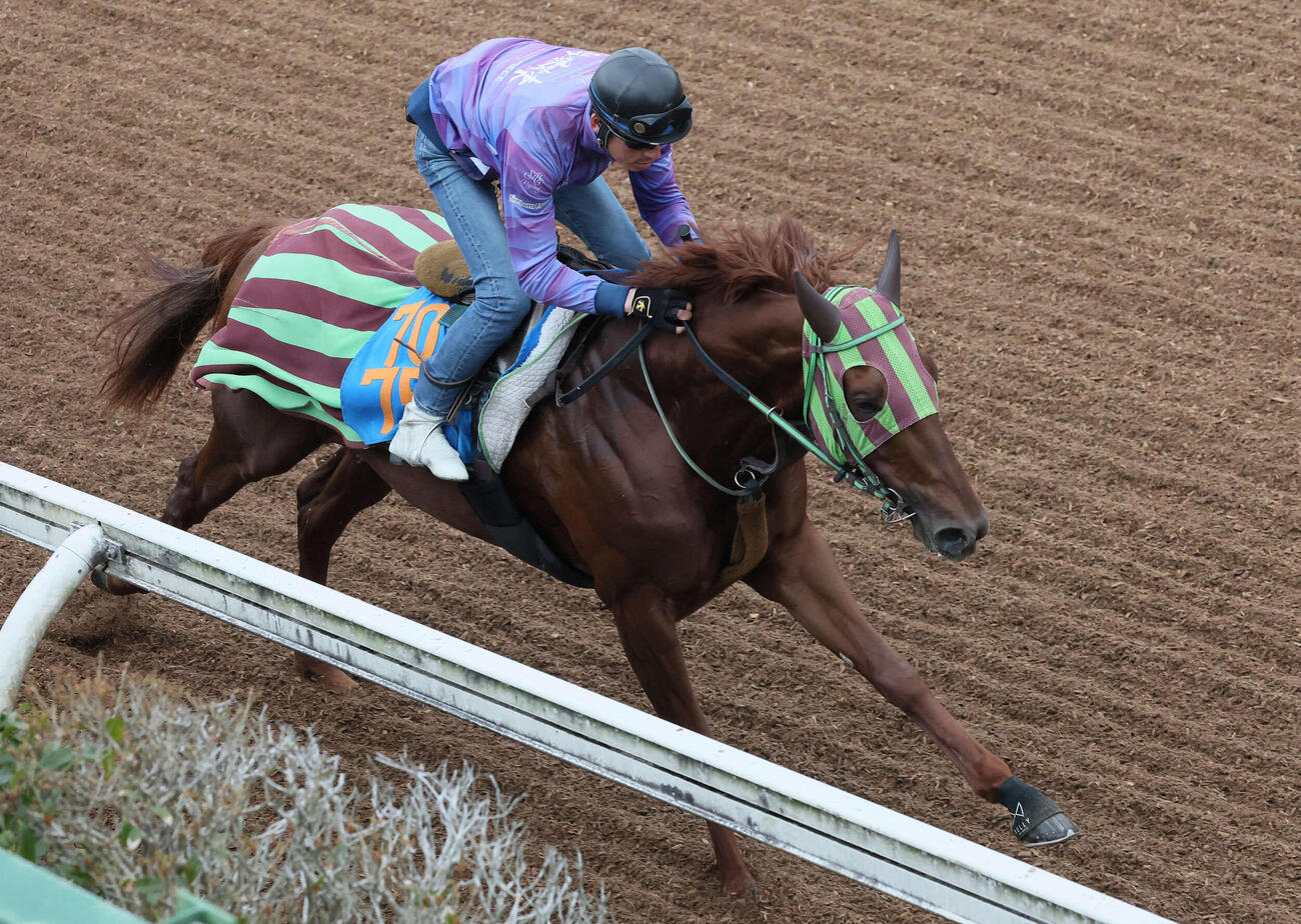 美浦坂路を駆け上がるショウナンライシン（2026年3月25日撮影）