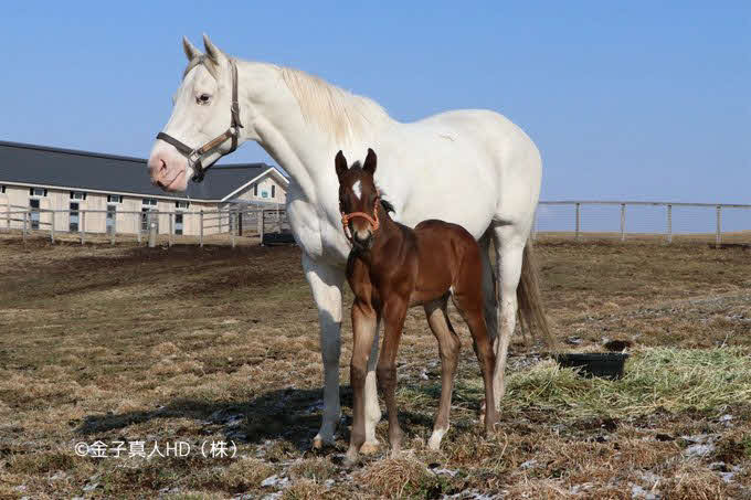 白毛の母ソダシと3月11日に誕生した2番子の牡馬（ノーザンホースパーク提供）