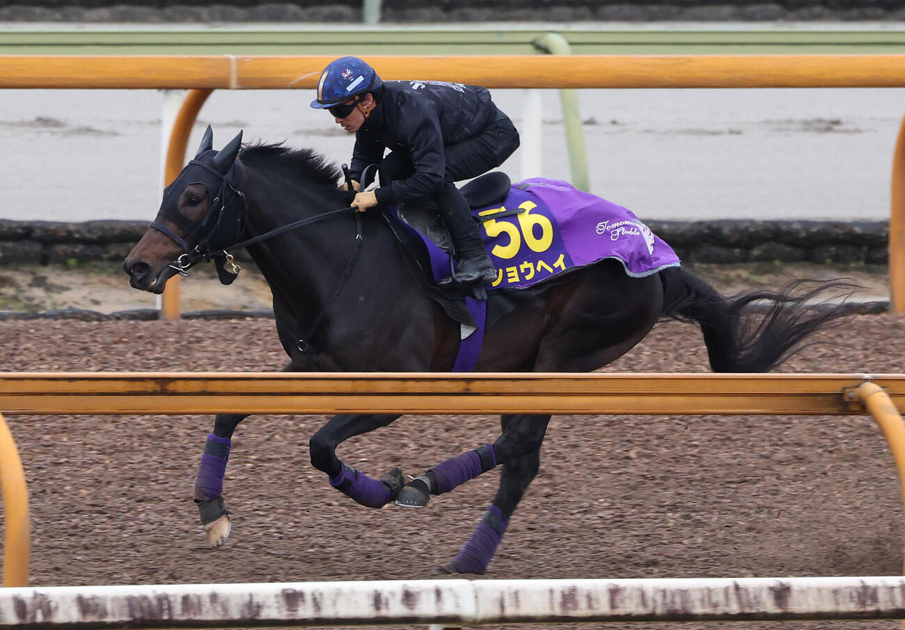 Cウッドコースで追い切るショウヘイ（撮影・白石智彦）