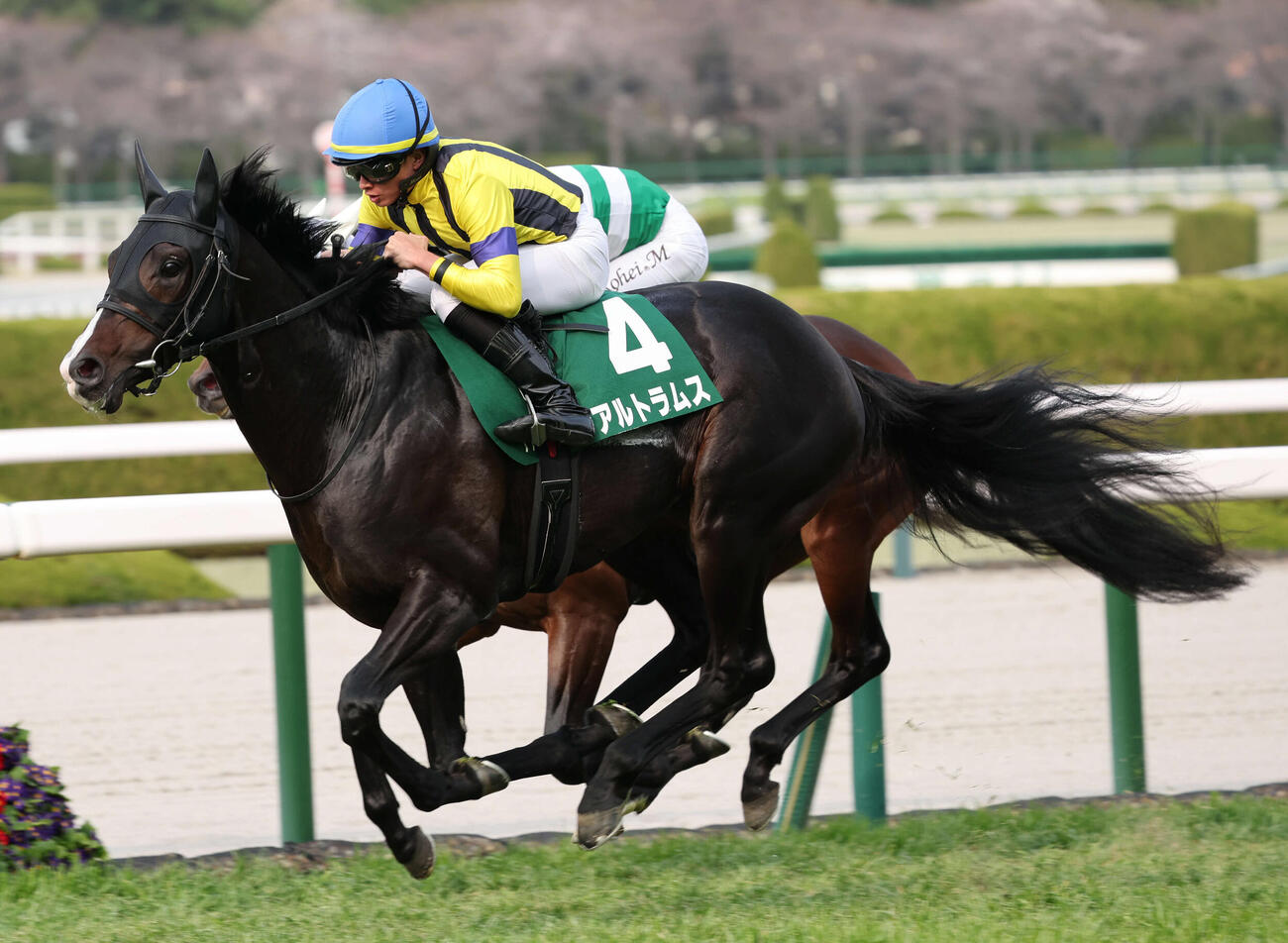毎日杯を制したアルトラムスと岩田望騎手（撮影・西尾就之）