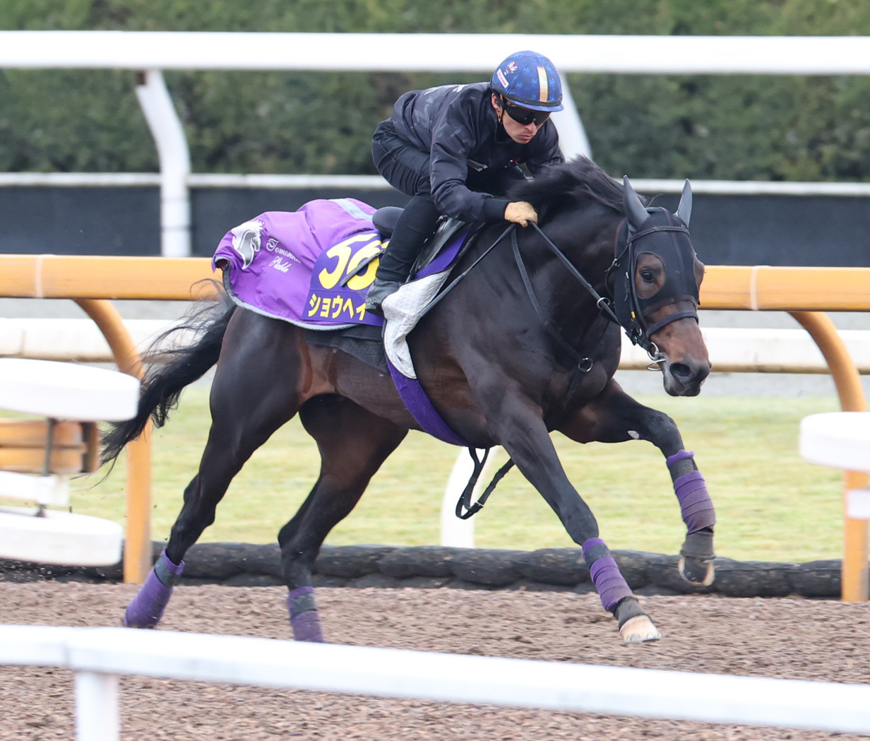 CWコースで追い切るショウヘイ（2026年3月26日撮影）