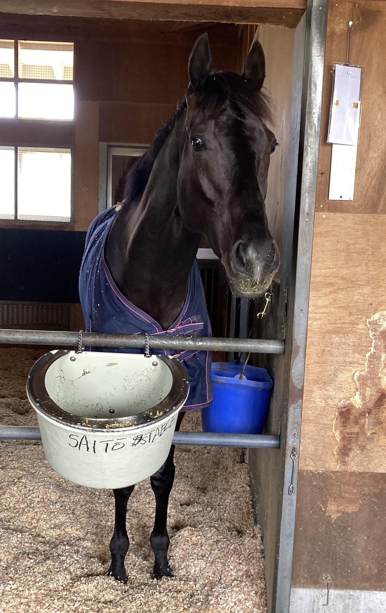 馬房でくつろぐクロワデュノール（撮影・太田尚樹）