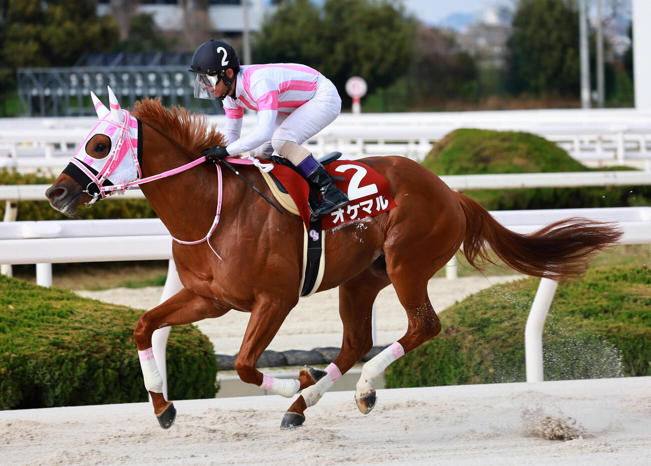 コラム砂の詩・今年も盛本厩舎所属馬が主役になるか／4・2園田・菊水