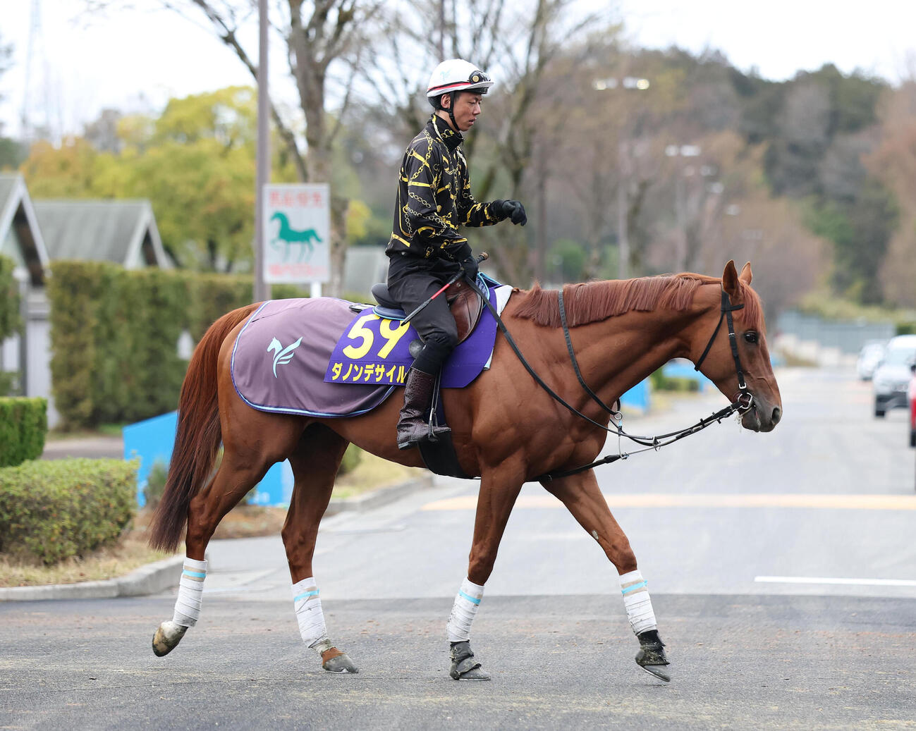 厩舎周りで運動するダノンデサイル（撮影・白石智彦）