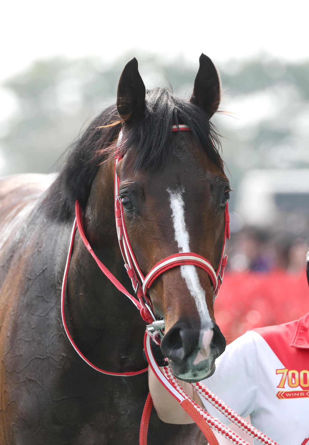 大寒桜賞を制したテルヒコウ（2026年3月29日撮影）