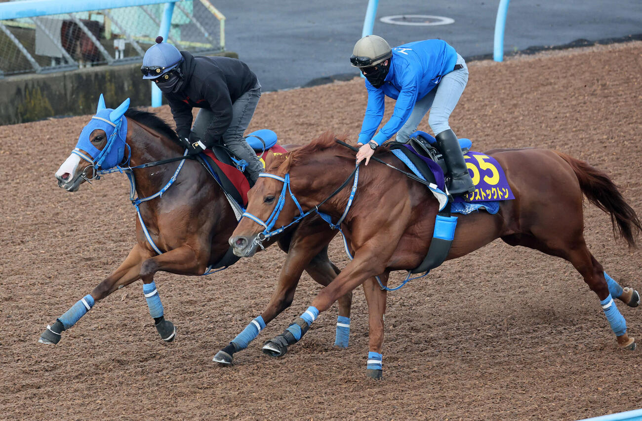 ビッグカレンルーフ（左）は松岡騎手を背に美浦ウッドでサンストックトンと併せて追い切られた（撮影・丹羽敏通）