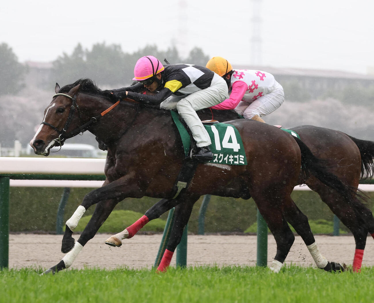 逃げたユウファラオ（奥）を差し切ってチャーチルダウンズCを制したアスクイキゴミ（撮影・白石智彦）