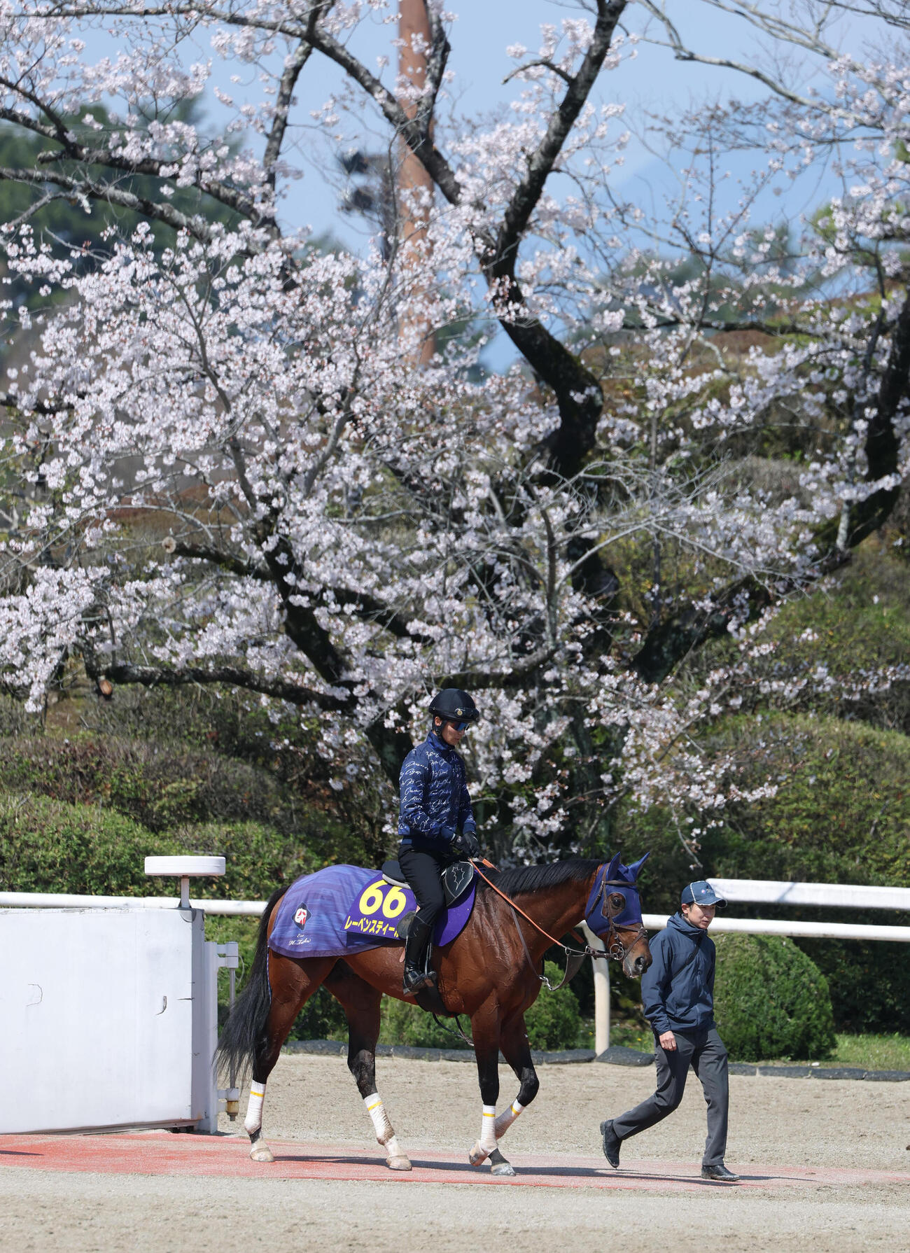 桜をバックに調教から引き揚げるレーベンスティール。右は田中博師（撮影・白石智彦）