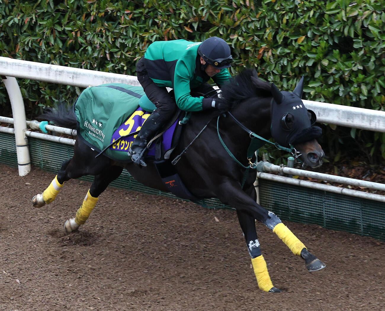 坂路を単走で追い切るセイウンハーデス（撮影・白石智彦）
