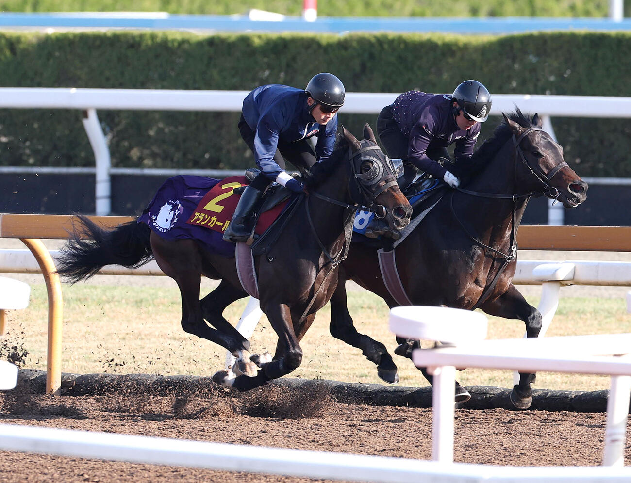 Cウッドで併せ馬を追い切るアランカール（左）（撮影・白石智彦）