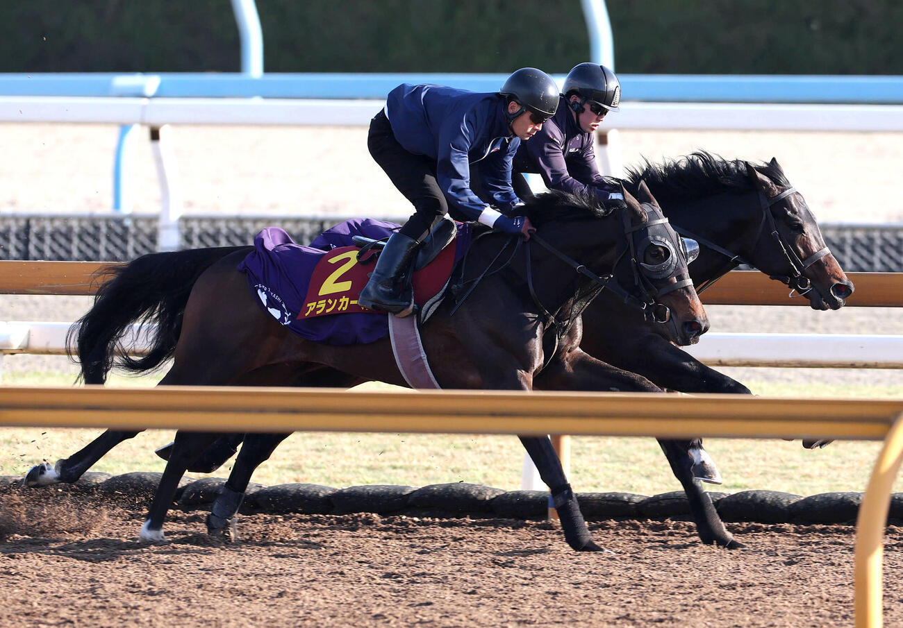 Cウッドで併せ馬を追い切るアランカール（手前）（撮影・白石智彦）
