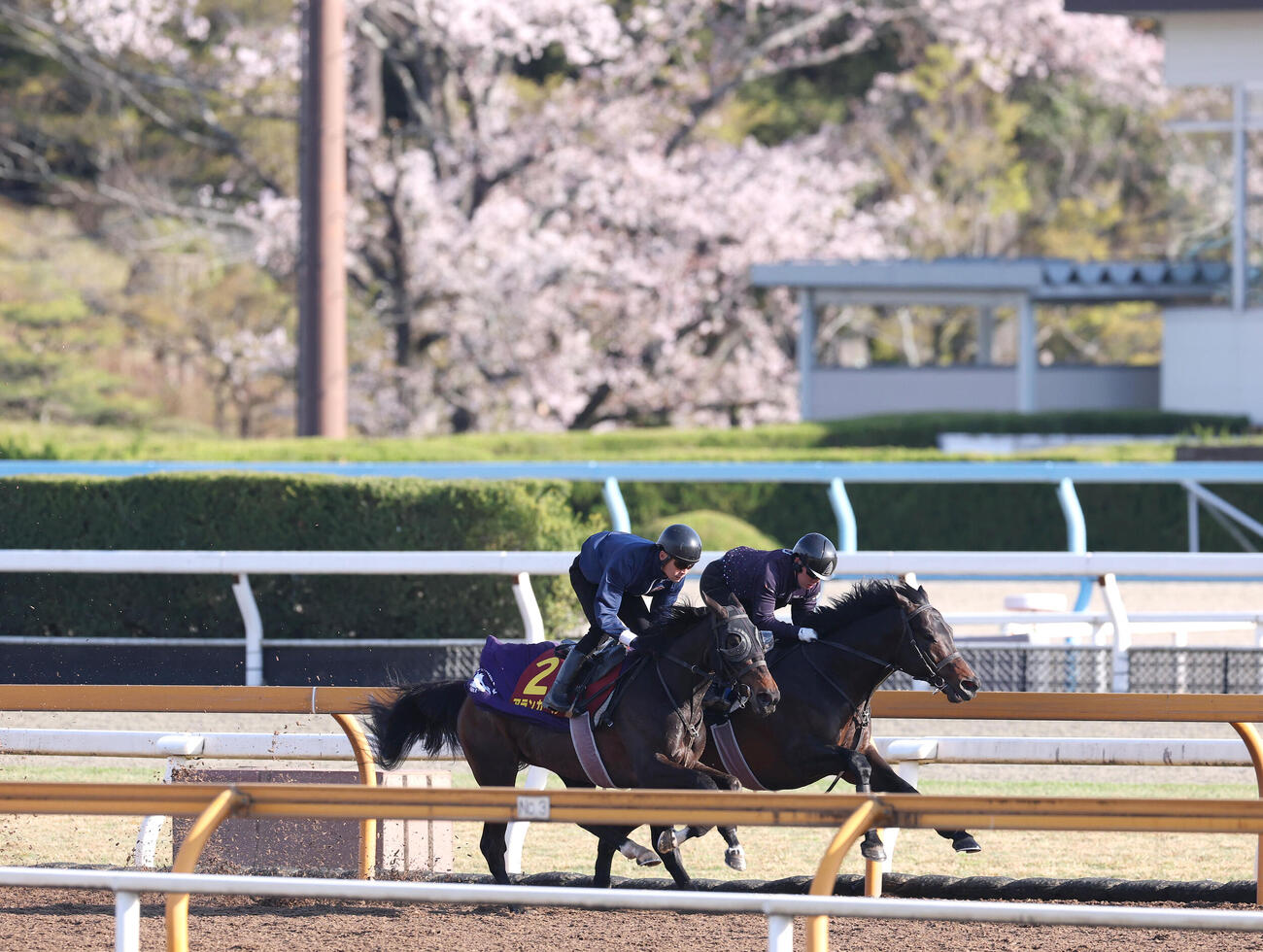 桜をバックにCウッドを併せ馬で追い切るアランカール（手前）（撮影・白石智彦）