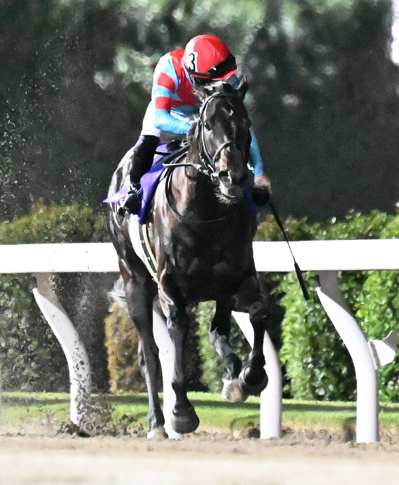 第75回川崎記念を制したカゼノランナーと西村淳騎手（撮影・千葉一成）