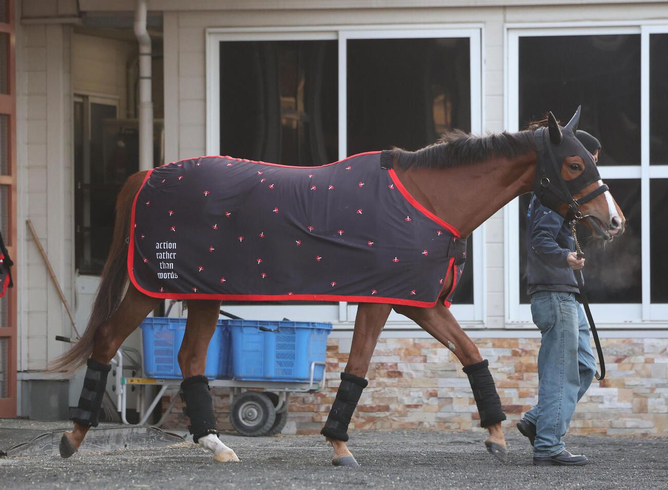 9日、ウオーキングマシンの運動を終え馬房に戻るフェスティバルヒル