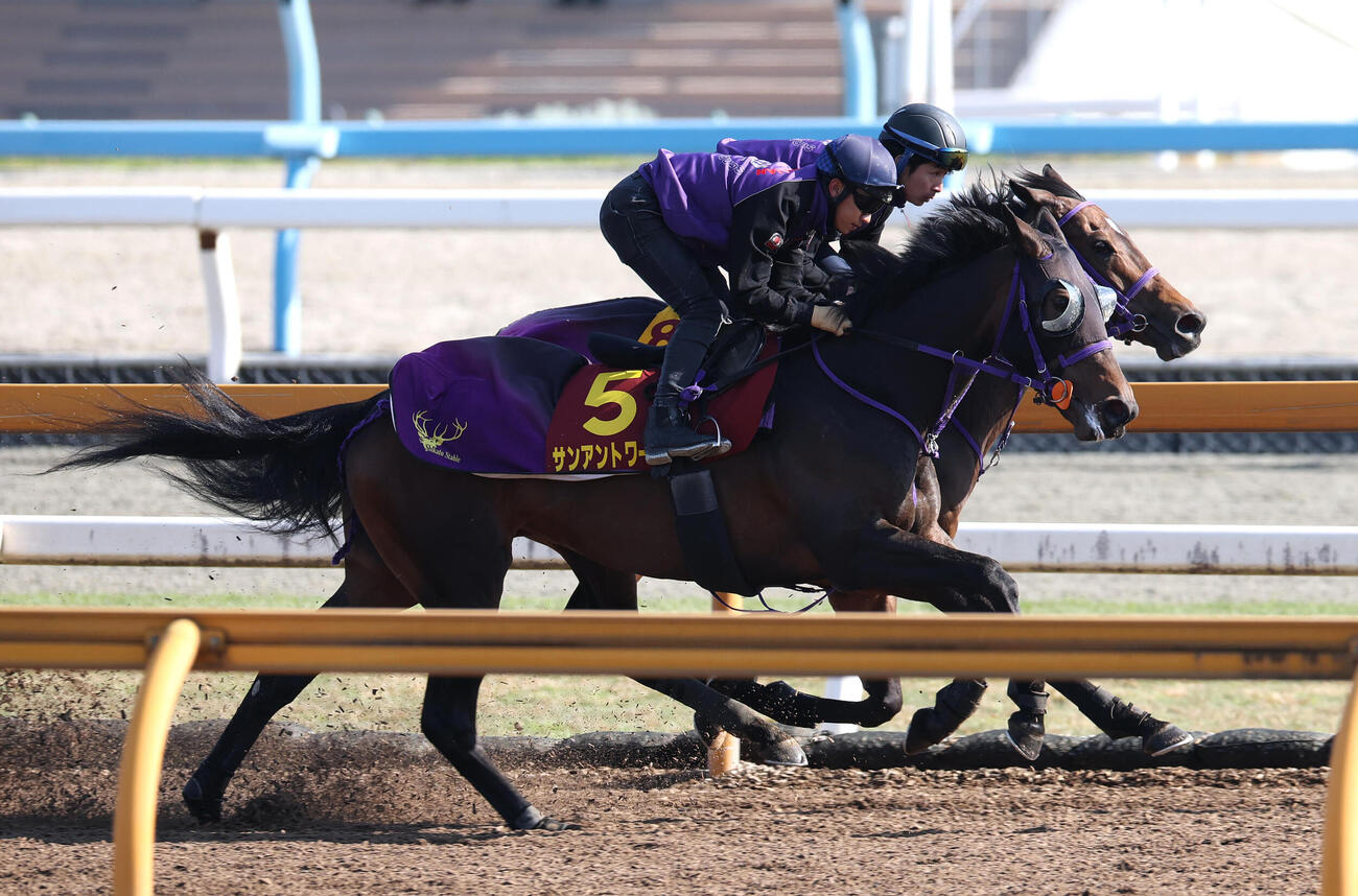 荻野極騎手を背にCウッドを併せ馬で追い切るサンアントワーヌ（手前）（2026年4月8日撮影）