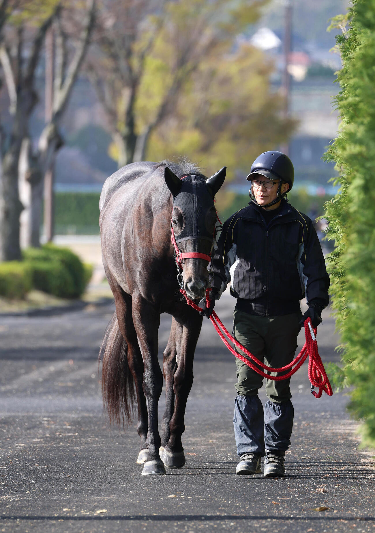 厩舎周りで運動するナムラコスモス（撮影・白石智彦）