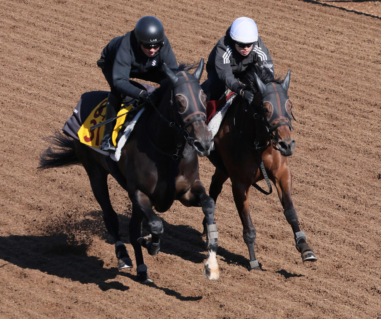 美浦ウッドでグランカッサと併せて追い切られたショウナンカリス（右）（2026年4月8日撮影）