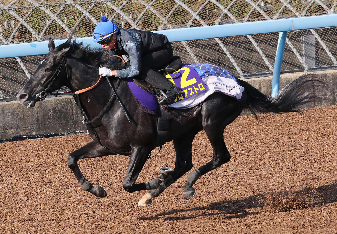 ゾロアストロは岩田望騎手を背に美浦ウッドで1週前追い切りを行った（撮影・丹羽敏通）