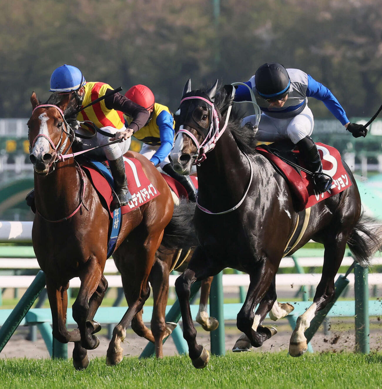 ニュージーランドT2着に敗れたロデオドライブ（左）。右は勝ったレザベーション（撮影・丹羽敏通）