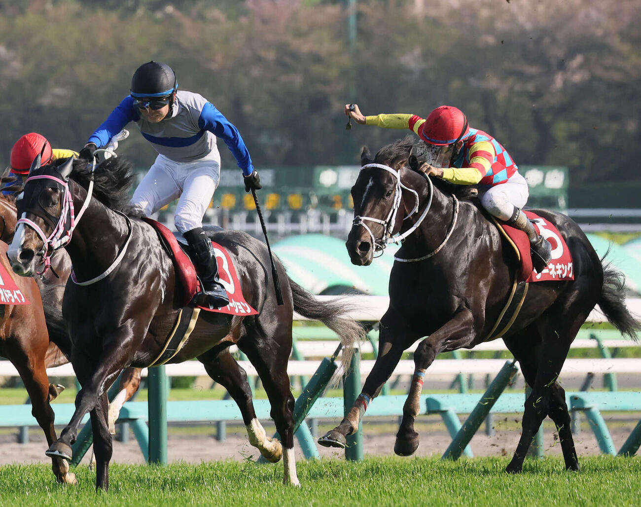 ニュージーランドT3着に入ったジーネキング（右）。左は勝ったレザベーション