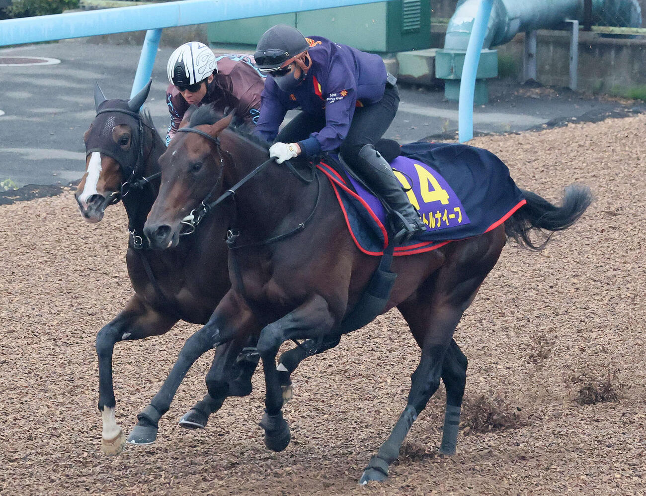 パントルナイーフ（手前）は美浦ウッドを併せ馬で追い切られた（撮影・丹羽敏通）