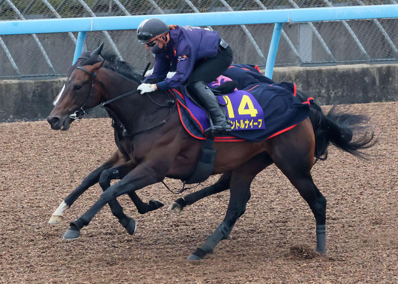 パントルナイーフ（手前）は美浦ウッドを併せ馬で追い切られた（撮影・丹羽敏通）