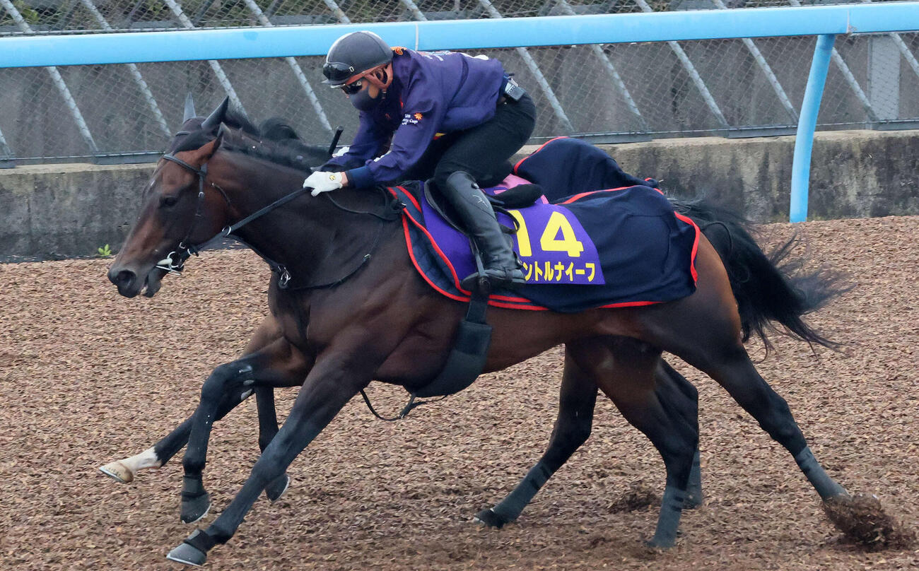 パントルナイーフ（手前）は美浦ウッドを併せ馬で追い切られた（撮影・丹羽敏通）