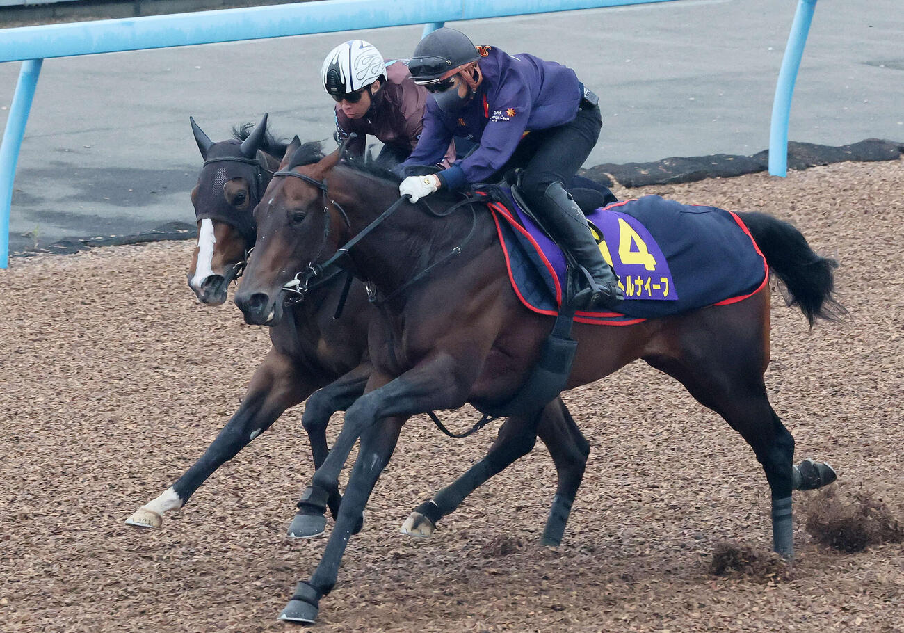 パントルナイーフ（手前）は美浦ウッドを併せ馬で追い切られた（撮影・丹羽敏通）
