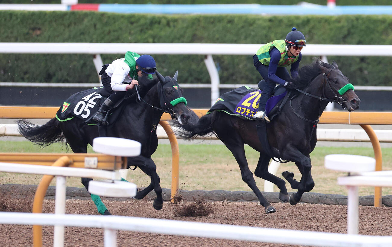 Cウッドを併せ馬で追い切るロブチェン（右）（撮影・白石智彦）