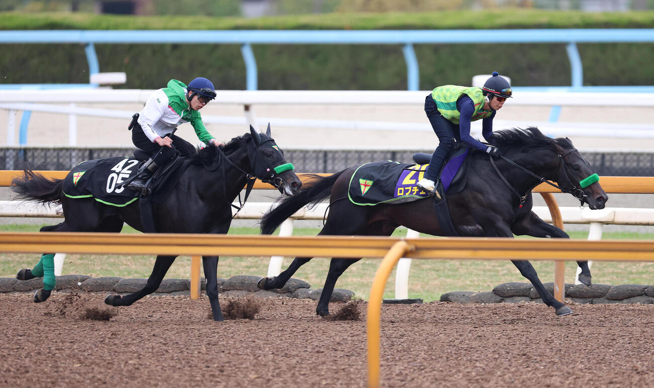 Cウッドを併せ馬で追い切るロブチェン（右）（撮影・白石智彦）