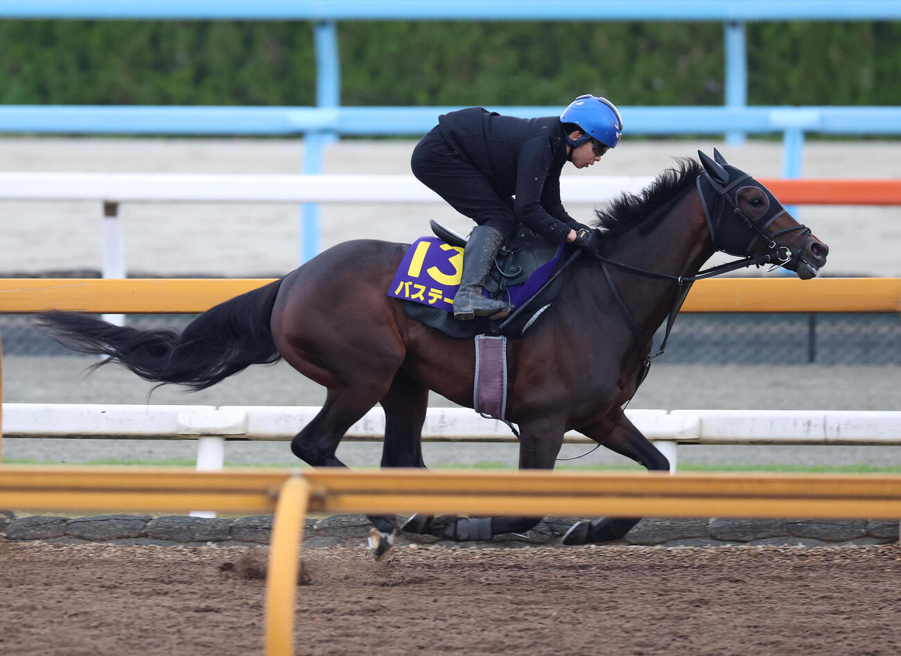 団野騎手を背にCウッドを単走で追い切るバステール（撮影・白石智彦）
