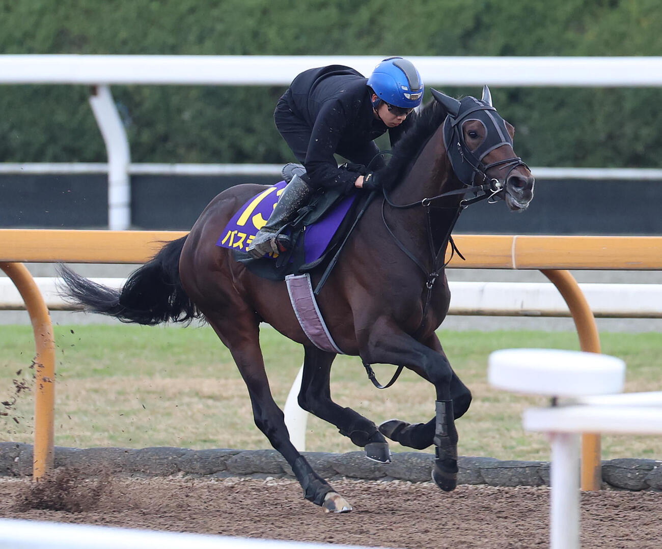 団野騎手を背にCウッドを単走で追い切るバステール（撮影・白石智彦）