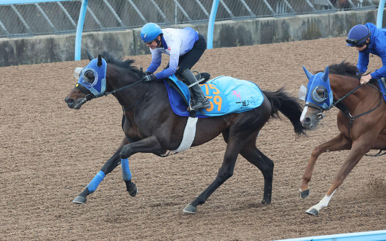 プラチナドリーム（左）は石神深騎手を背に美浦ウッドを併せ馬で追い切られた（撮影・丹羽敏通）