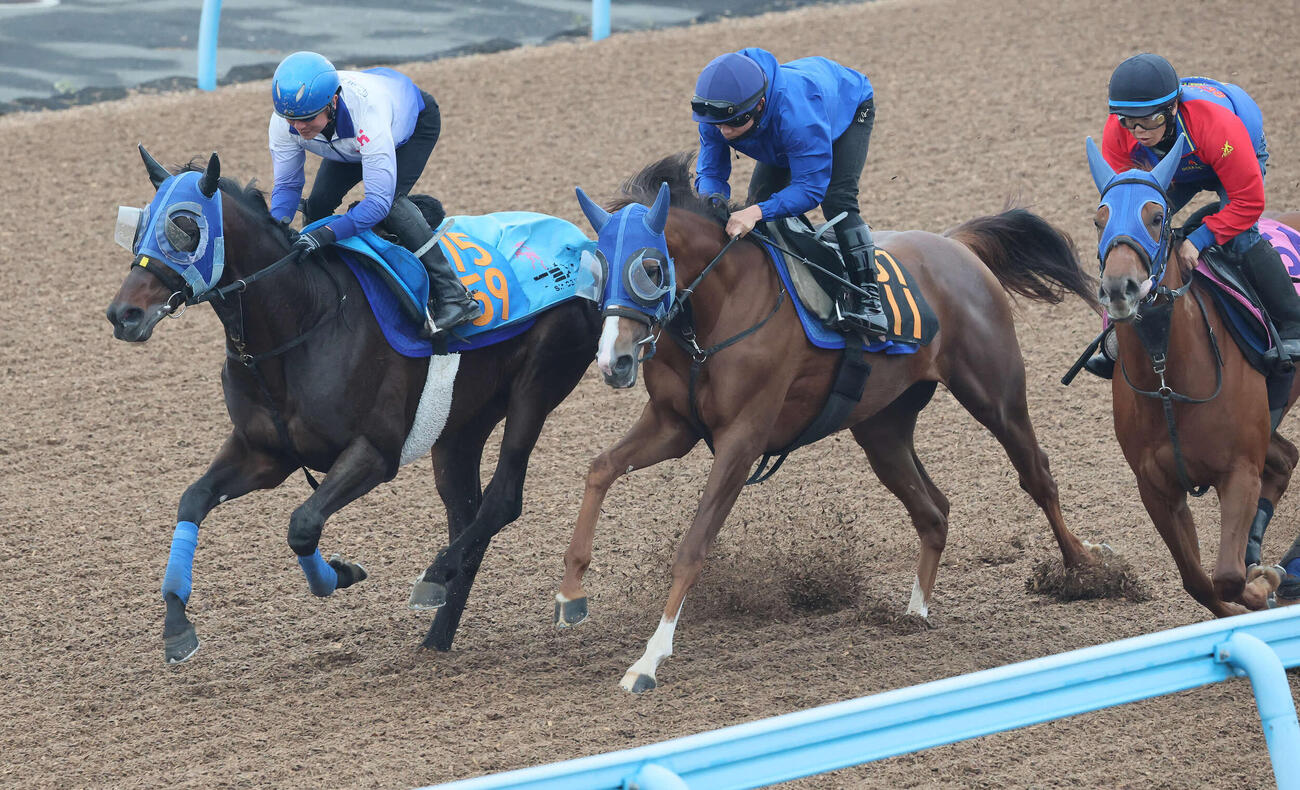 プラチナドリーム（左）は石神深騎手を背に美浦ウッドを3頭併せで追い切られた（撮影・丹羽敏通）