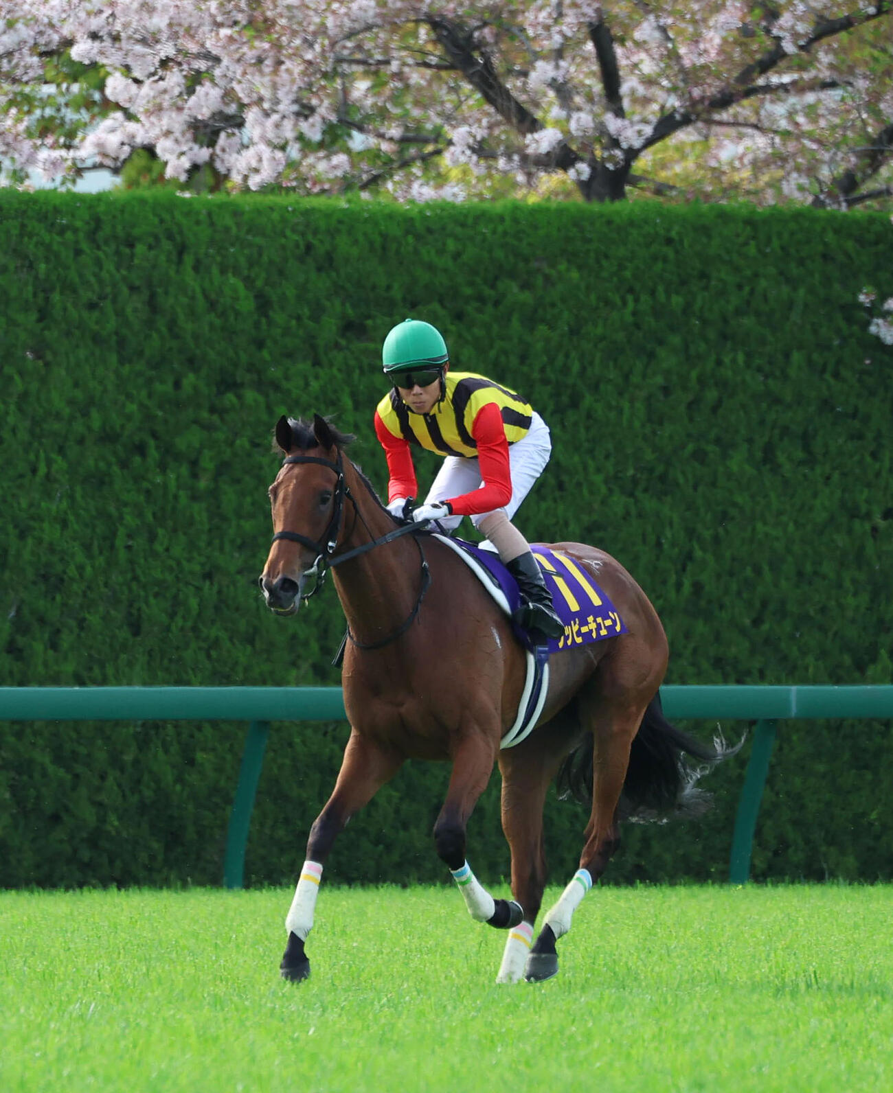 桜花賞、3着に敗れたジッピーチューン（2026年4月12日撮影）