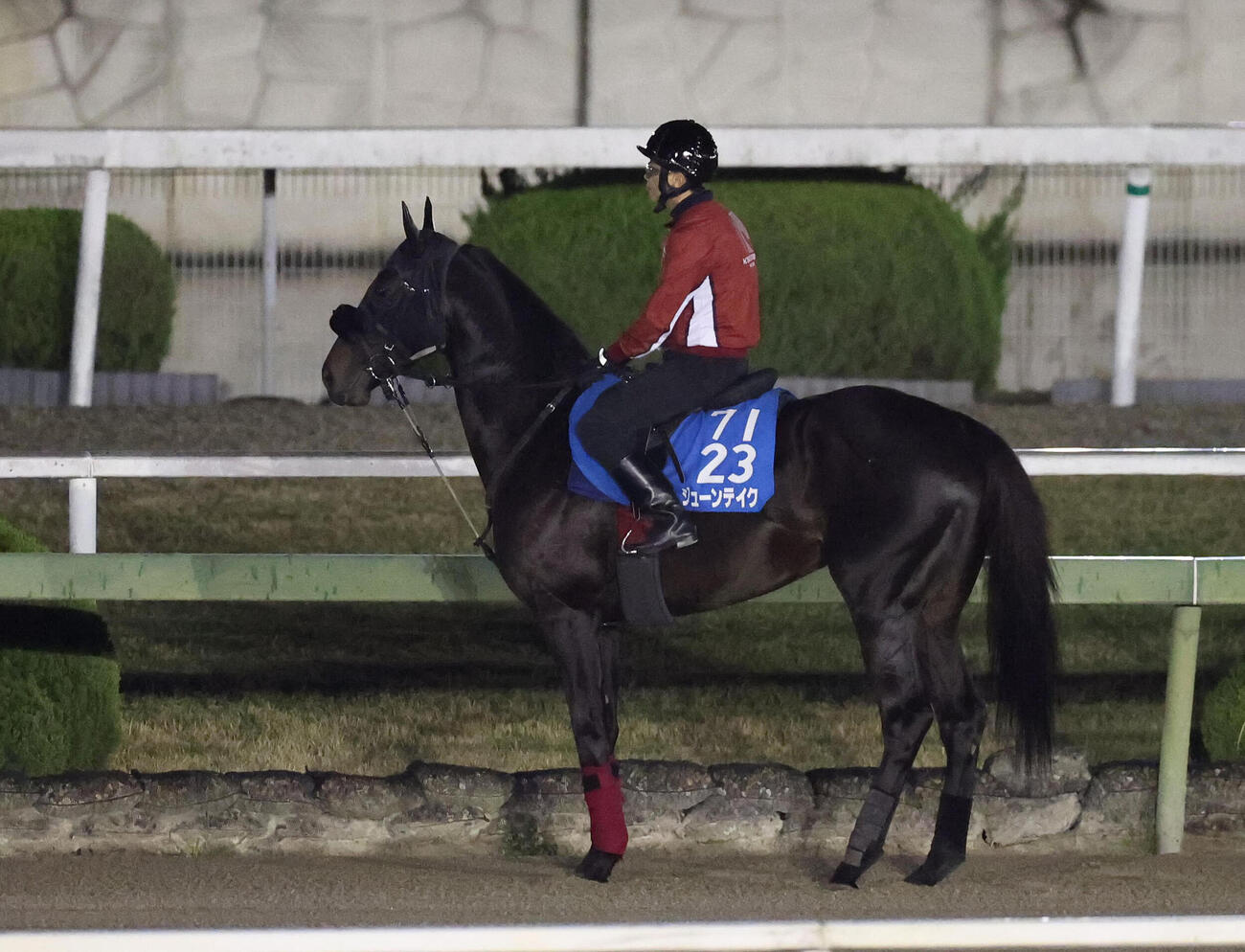 馬場入り後に立ち止まるジューンテイク（撮影・白石智彦）