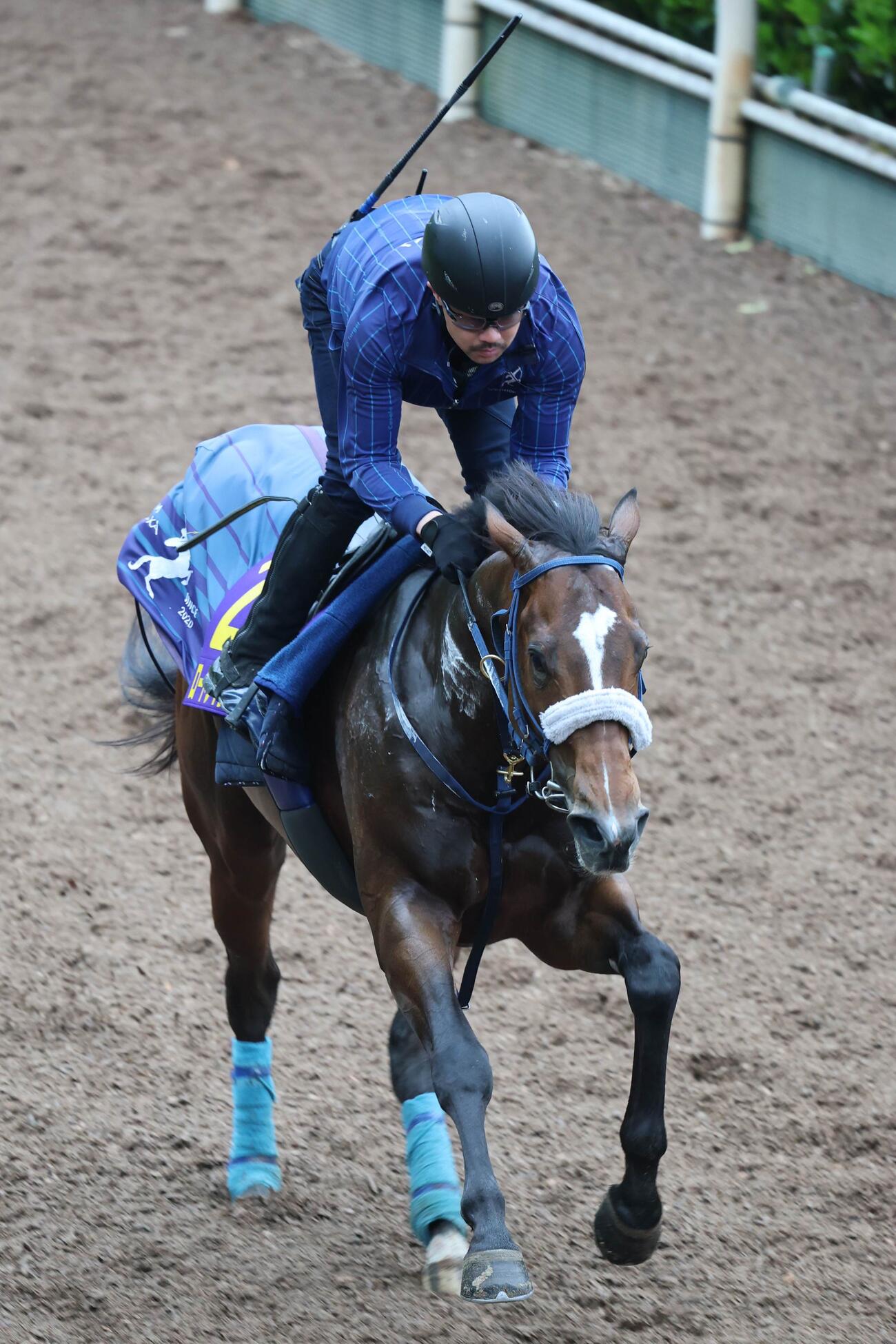 坂路を馬ナリのまま軽快に駆け抜けたロードフィレール