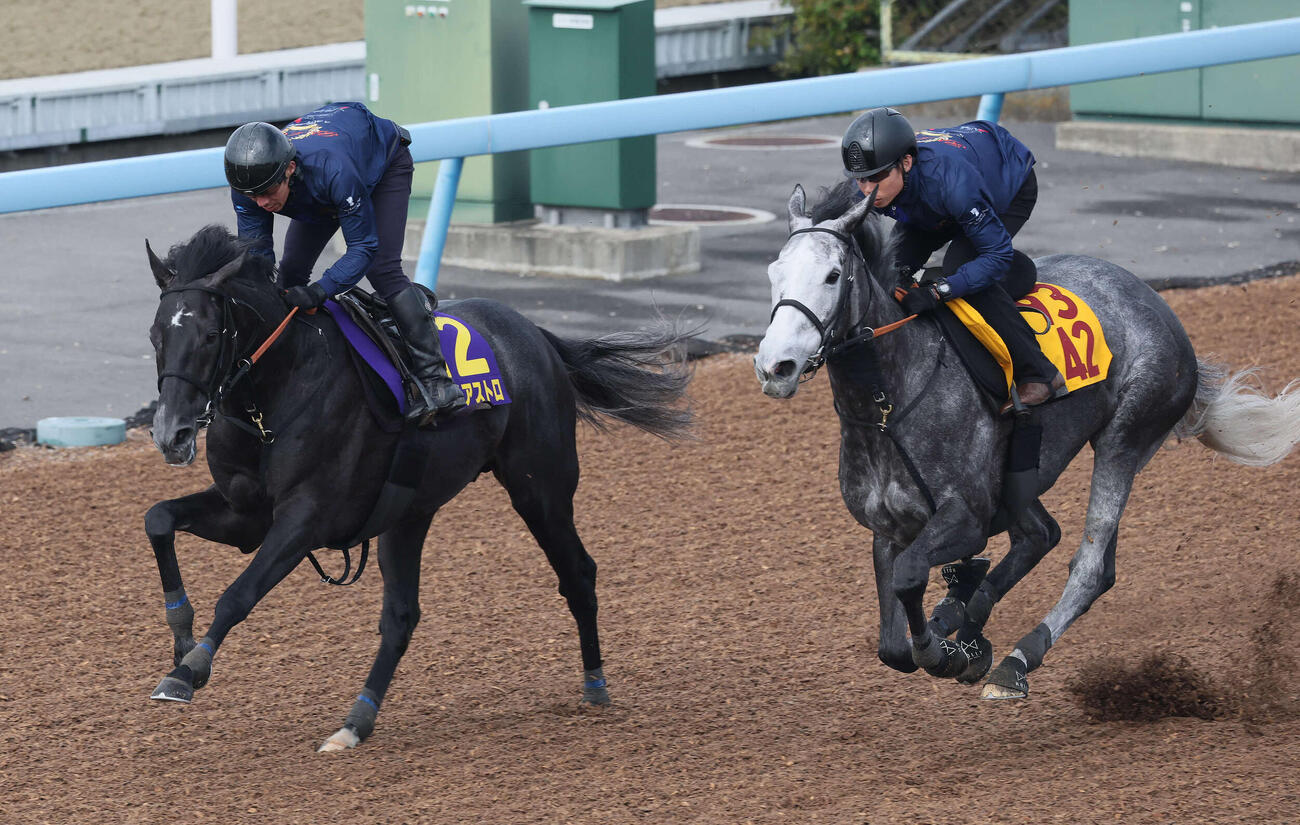 ゾロアストロ（左）は美浦ウッドでロジシルバーと併せて追い切られた（撮影・丹羽敏通）
