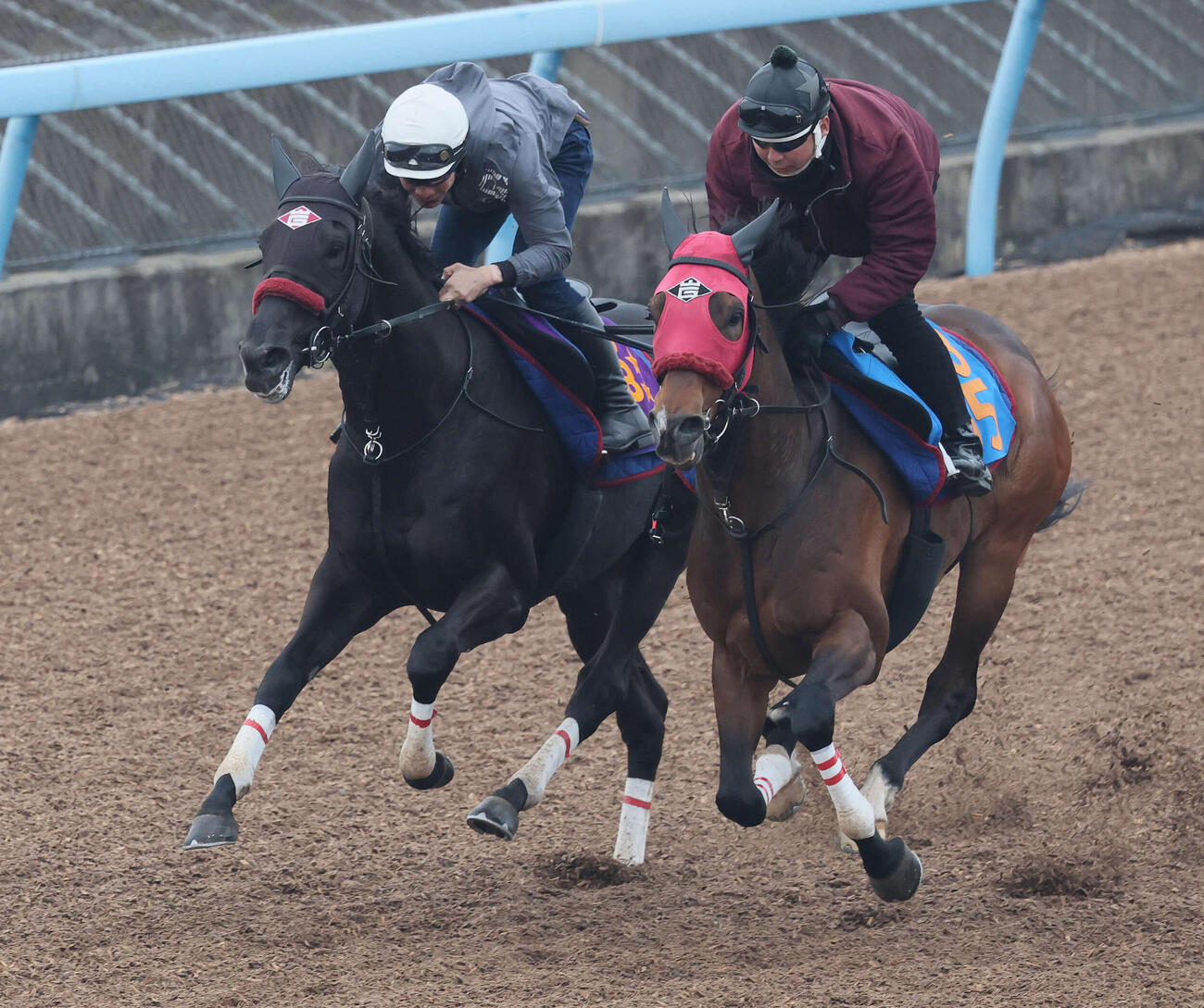 エコロデュエル（左）は草野騎手を背に美浦ウッドでクリノゴッホと併せて追い切られた（撮影・丹羽敏通）