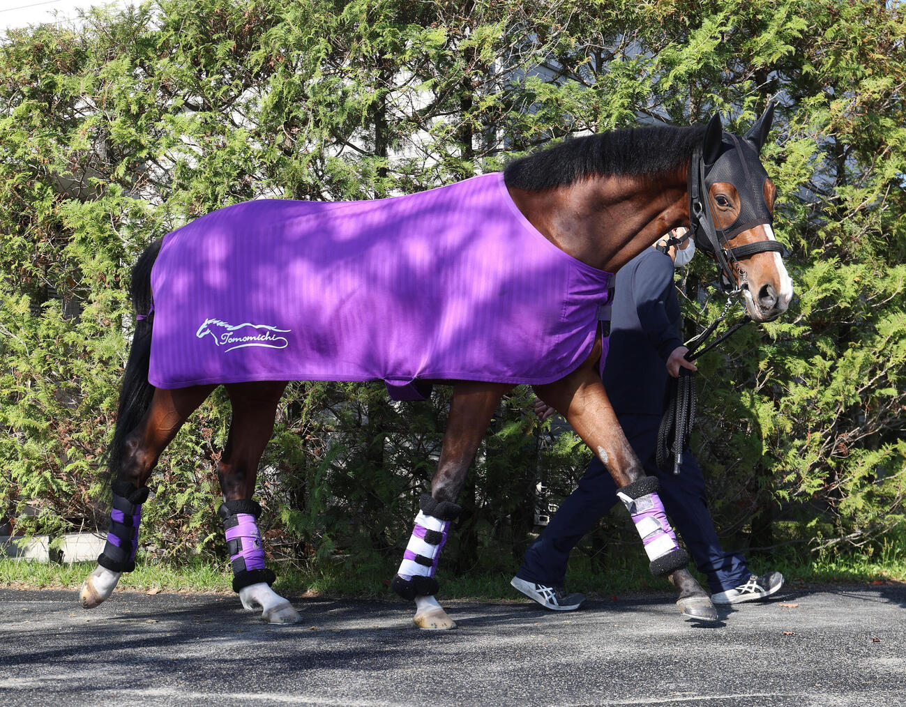 厩舎周りで運動するアドマイヤクワッズ（撮影・白石智彦）