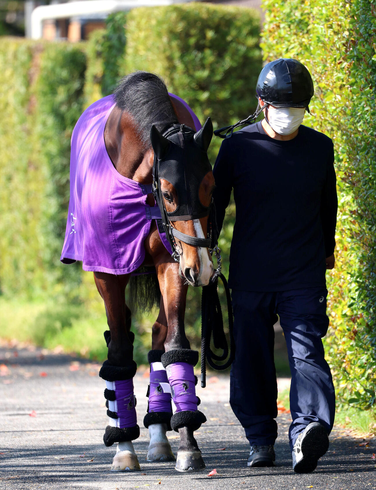 厩舎周りで運動するアドマイヤクワッズ（撮影・白石智彦）