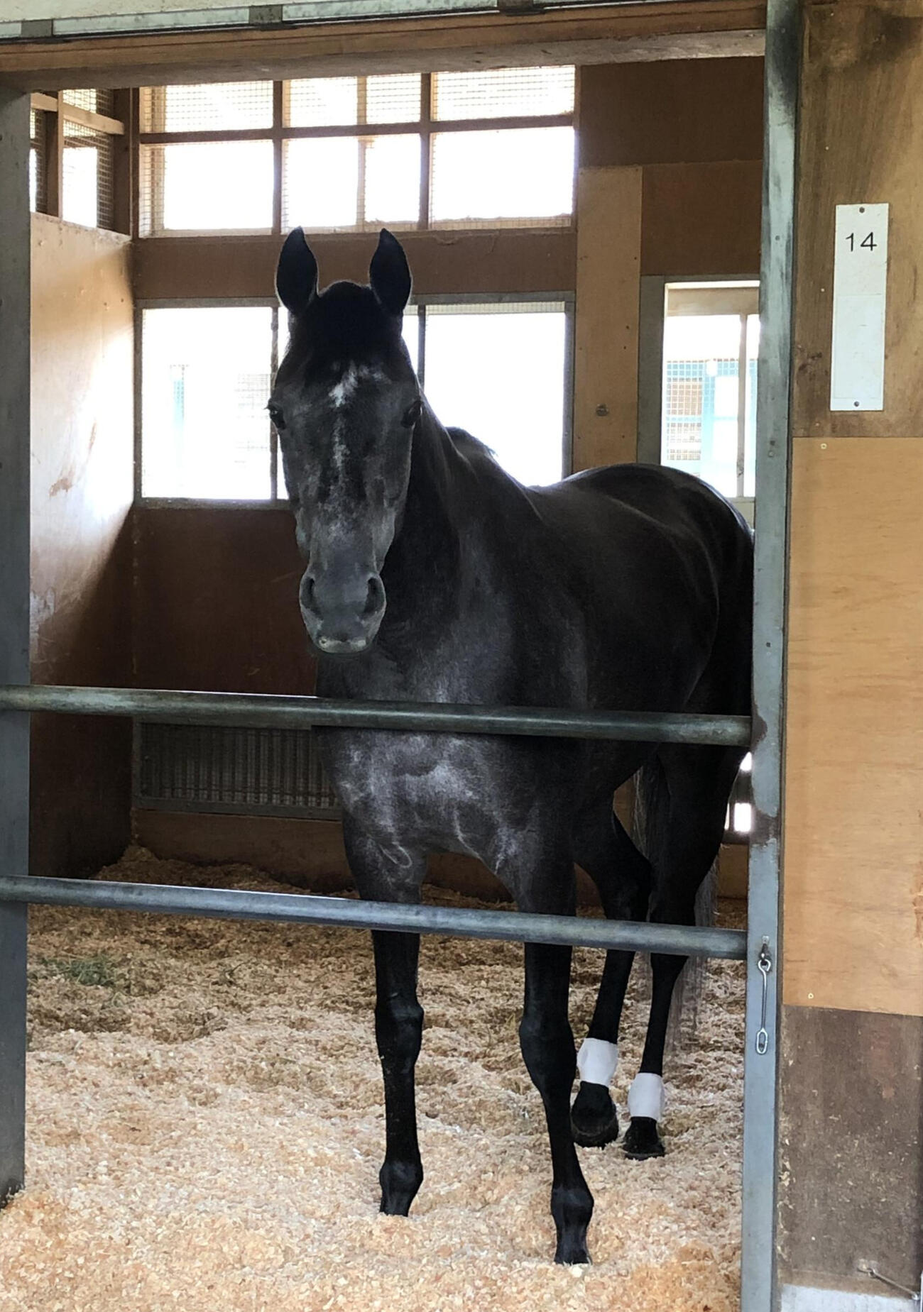 宝塚記念でのグランプリ3連覇から一夜明け、馬房で静養するクロノジェネシス（撮影・奥田隼人）＝2021年6月28日、滋賀・栗東