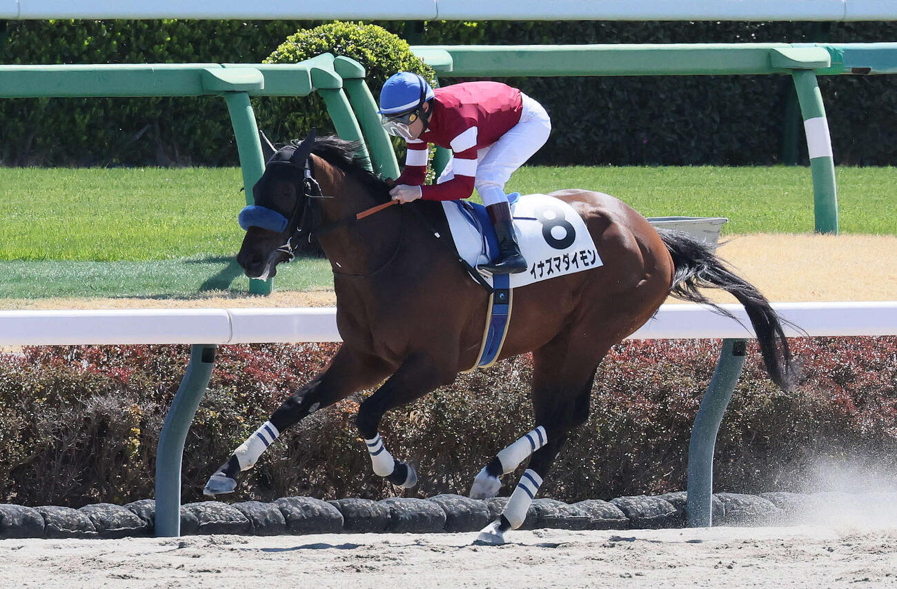 3歳未勝利戦を制したイナズマダイモン（2026年3月撮影）